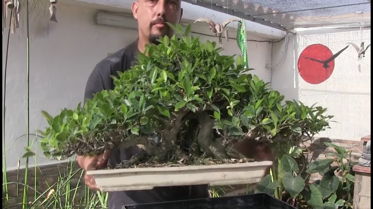 Trasplante 