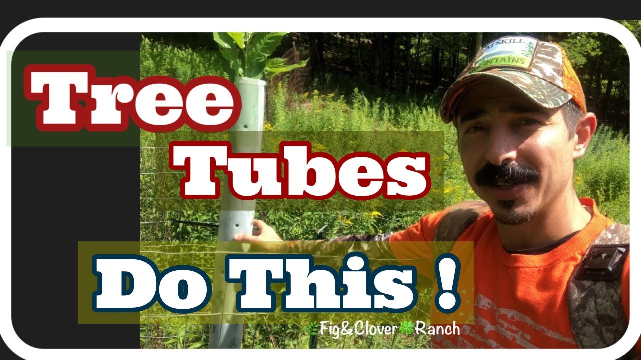 Tree Tubes for Seedlings Basics 🌳