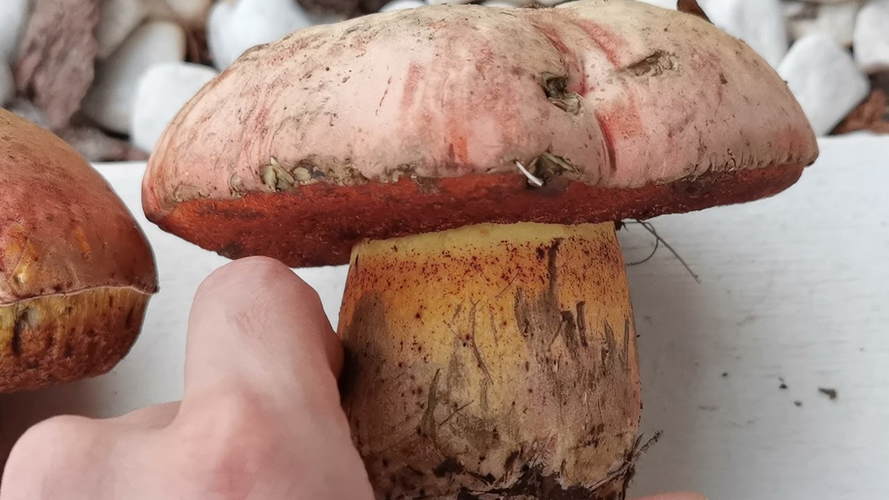 Boletus lupinus. Un boleto tan raro que en los libros pone que no se sabe si es comestible...
