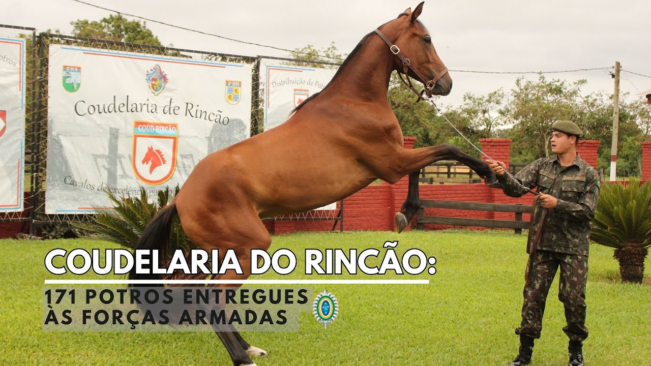 Exército distribui 171 Potros da Geração 'G' na Coudelaria de Rincão
