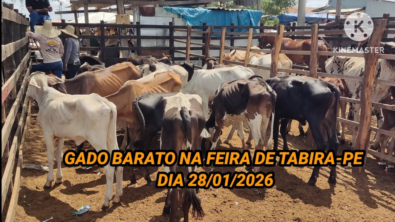 Feira do Gado em Tabira-PE / Veja o Preço dos animais dia 28/01/26