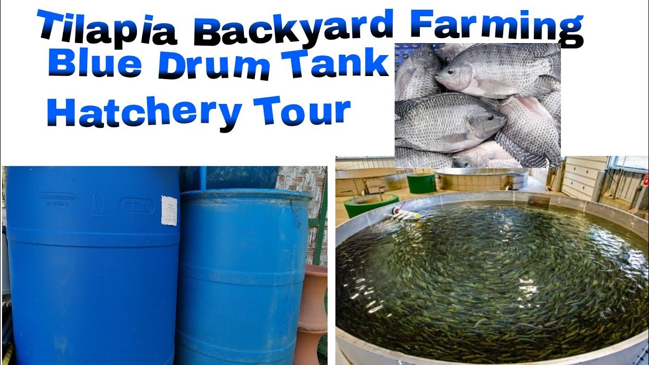 Tilapia basic tips (tagalog) hatchery Tour