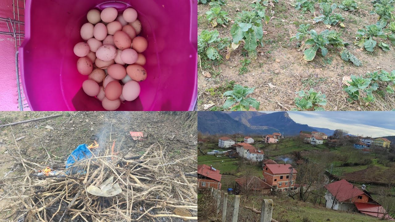 SABAH✅ ERKEN KÖYE GELDİM🌲 BAKIN NELER OLMUŞ ⁉️ TAVUKLARİN🐔  COK YUMURTLAMİS🫜 BAHCELER GEZELİM‼️ 