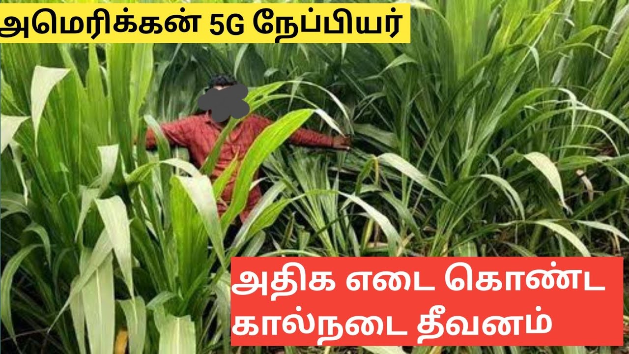 மிரட்டலான புதிய வகை கால்நடை தீவனம் | American 5G Napier grass