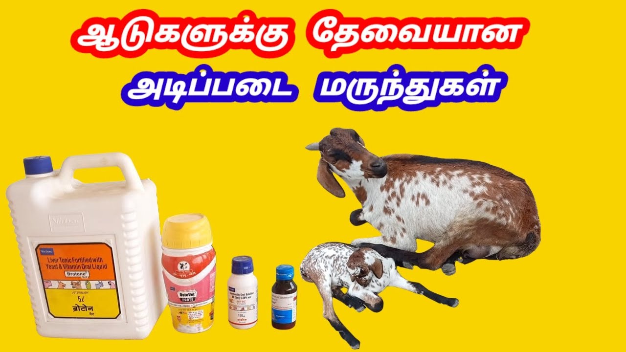 ஆடுகளுக்கு தேவையான மருந்துகள் / Goats medicine/ @tamilvivasayi