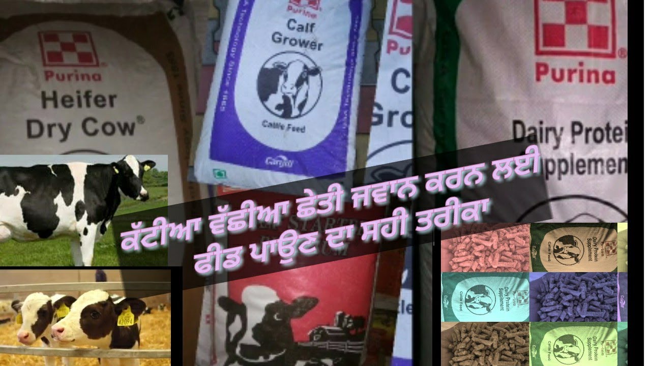 Calf growth feed||Calf starter || calf Grower||protein supplement||Heifer dry||Cargill||form