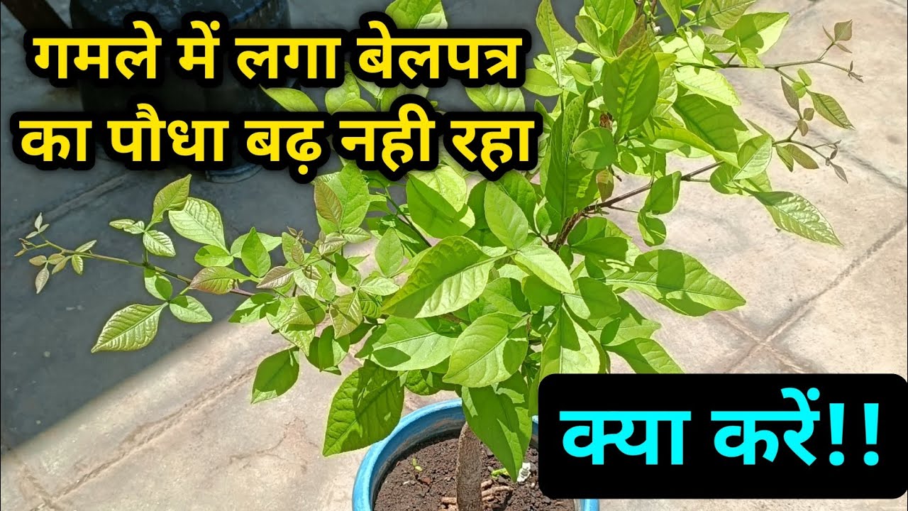 गमले में लगा बेलपत्र का पौधा बढ़ नही रहा | Belpatra Plant Not Growing | BelPatra Plant