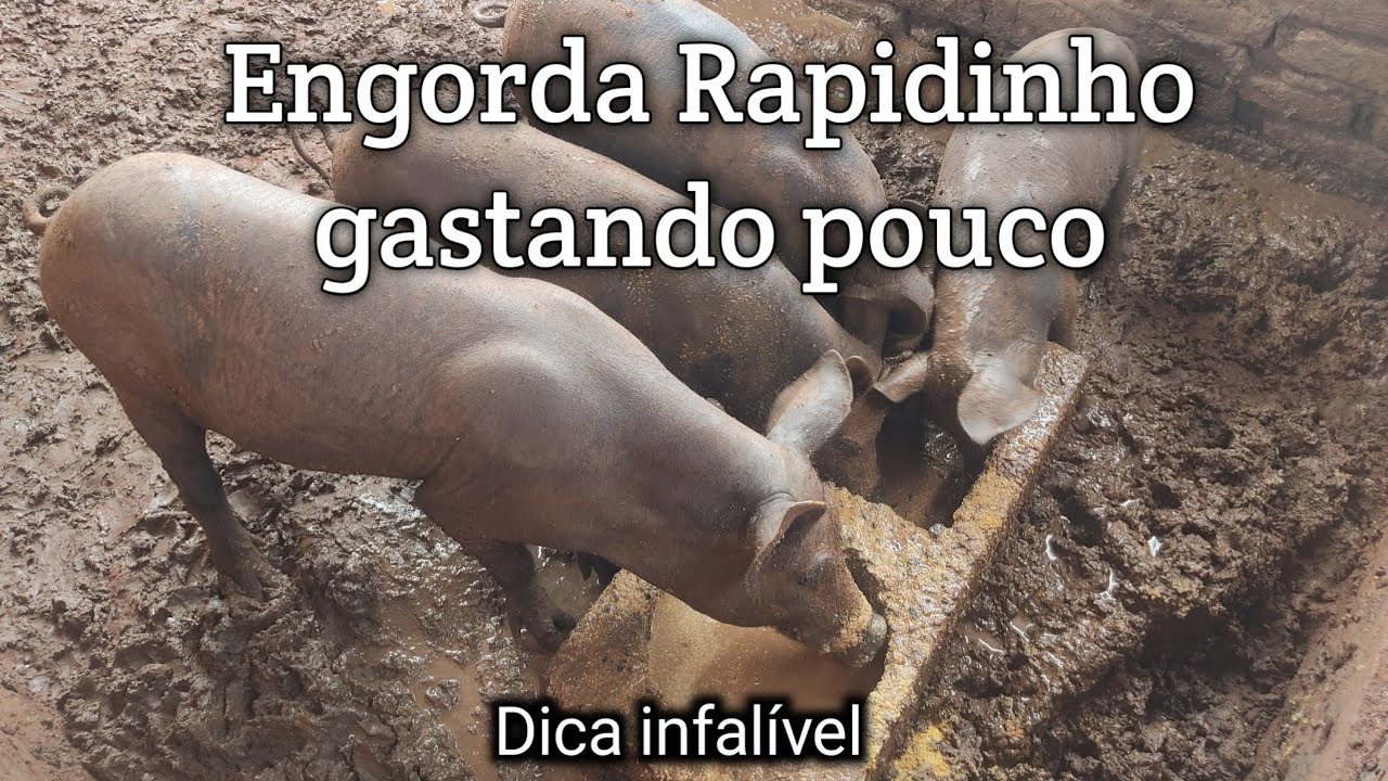 Como Engorda Porco 🐷🐖  Rápido gastando Bem Pouco