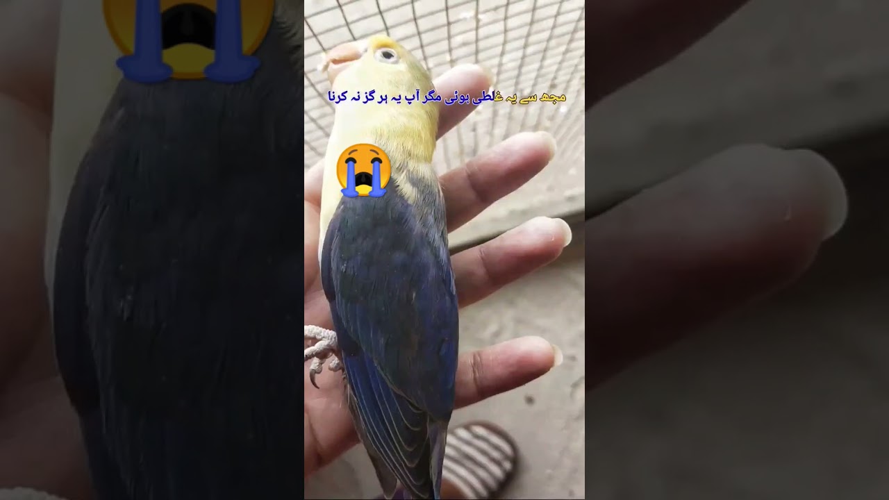 birds sudden death/lovebird sudden die/reasons #bird #lovebirds #lovebird #ytshort