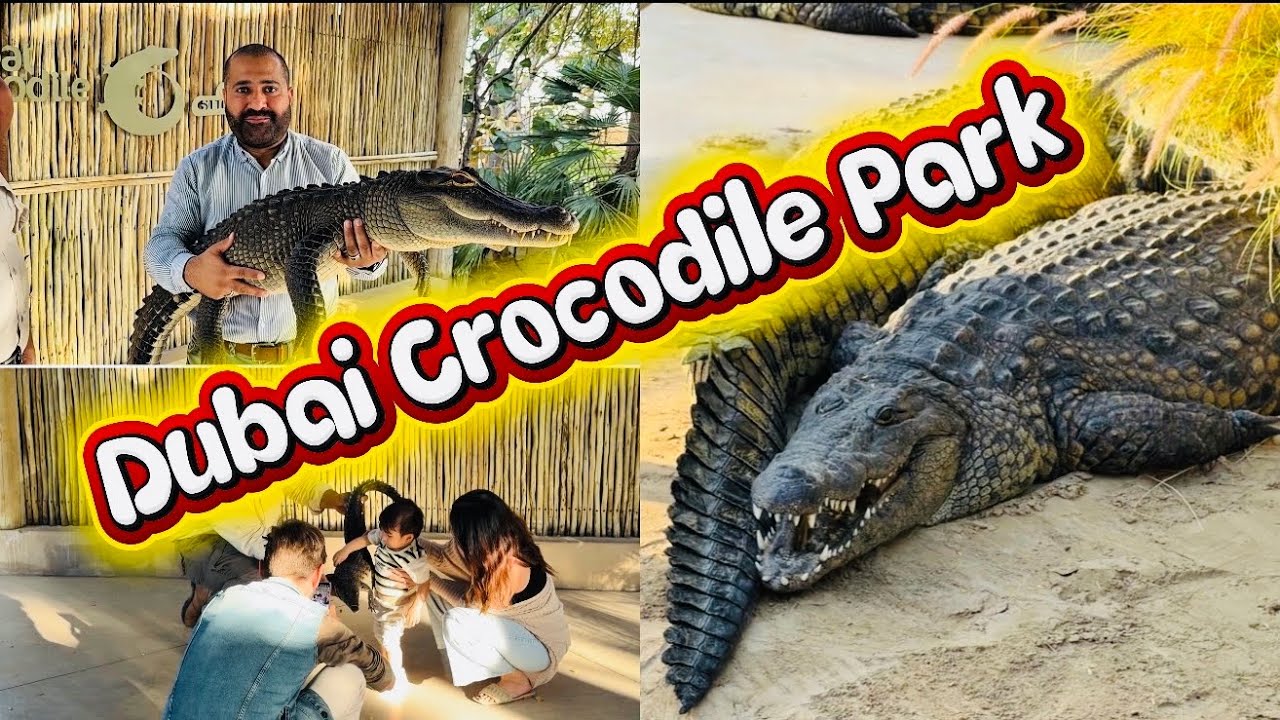 🐊😲 Oh My God! Main Ne Crocodile Ko Pakar Liya Dubai Crocodile Park Mein