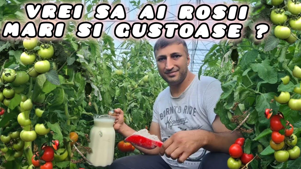 Dacă vrei rosii mari și gustoase fără carente aplica acest fertilizant natural la tomate și ardei