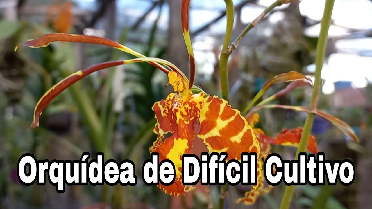 Orquídea  de DIFÍCIL CULTIVO  #Psychopsis #Papilio