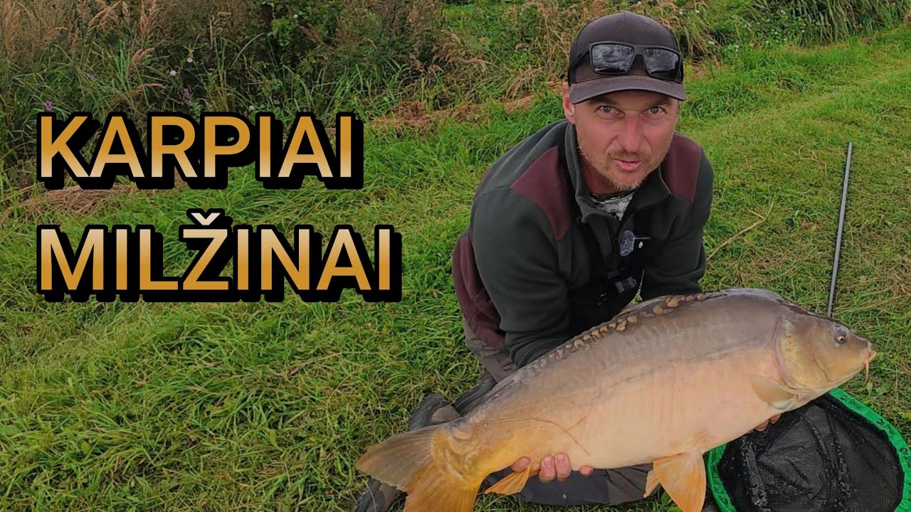 Šitokio dydžio karpių tikrai nesitikėjau. Tai mano rekordas !!! Method feeder žvejyba