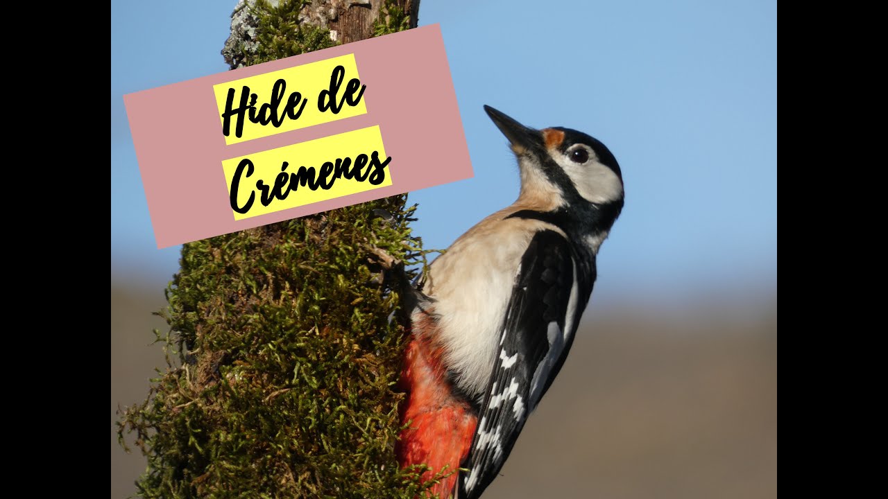 Hide de Crémenes