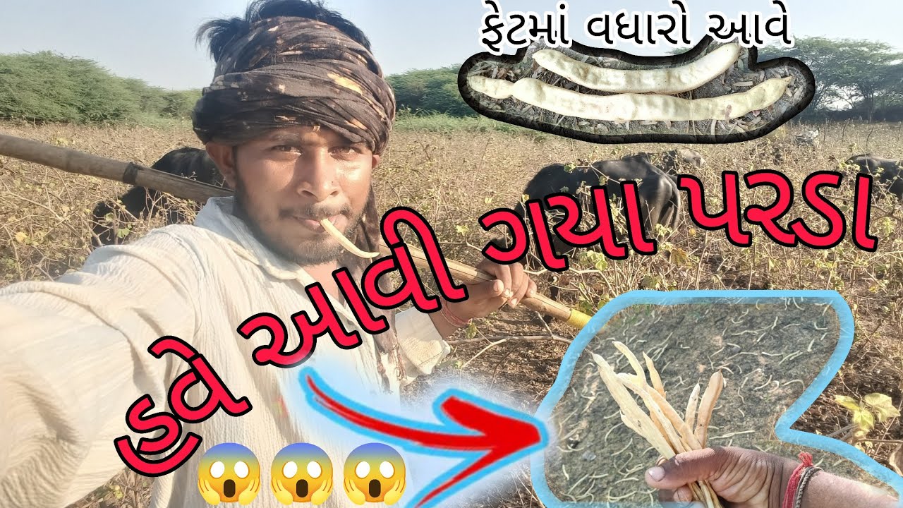 હવે આવી ગયા પરડા.... 50% નીણ ઓસી જોવે 👉 દૂધ માં ફેટ વધારે આવે...