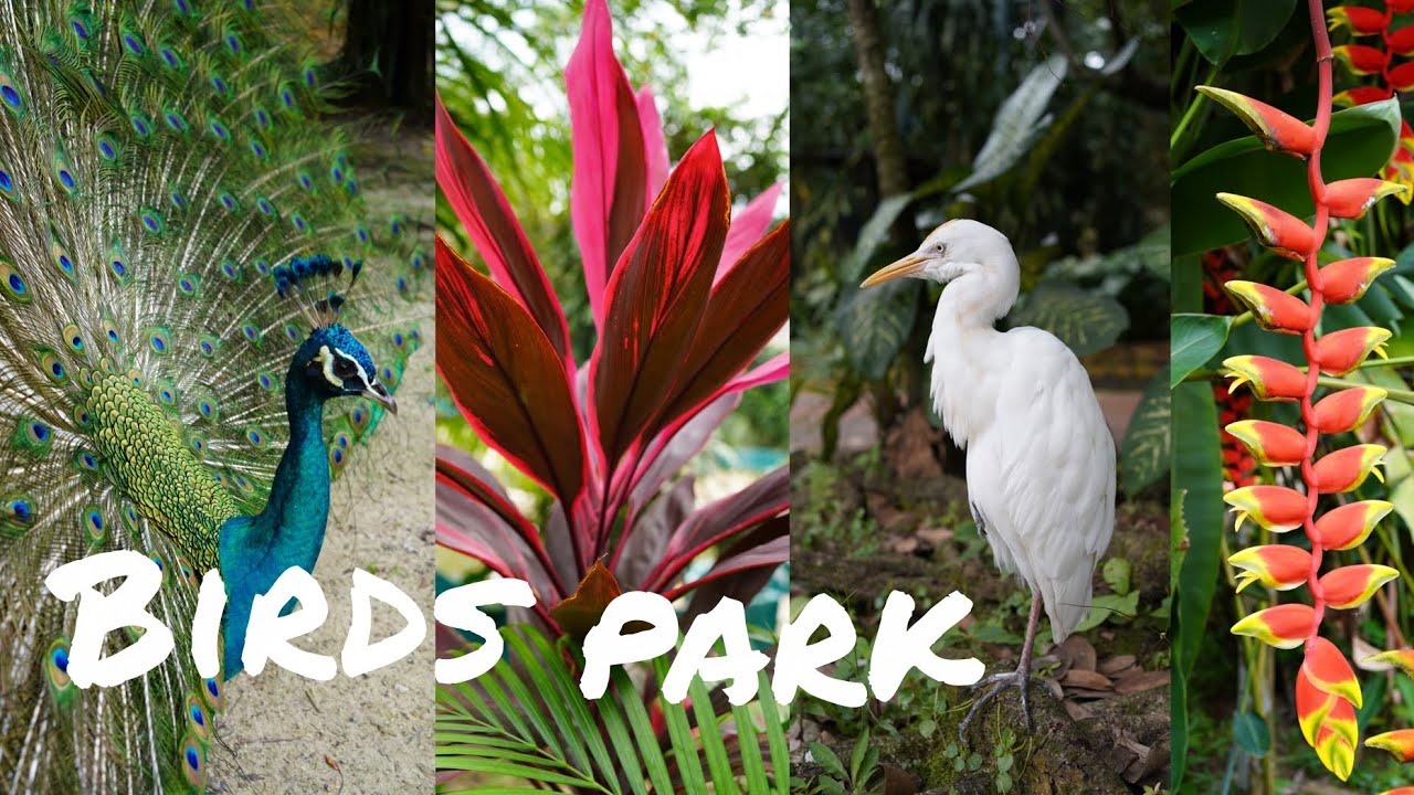 Birds Park in Kuala Lumpur 🦜