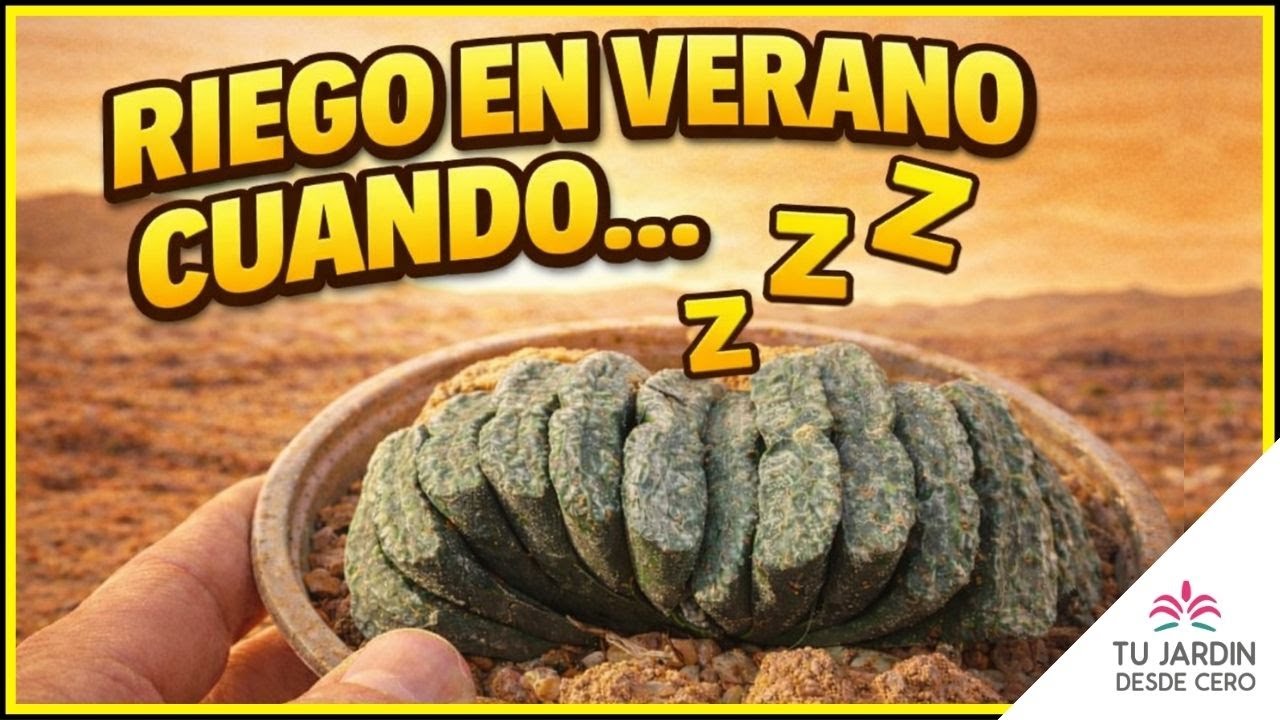 Suculentas ¿Hay que regar en verano?