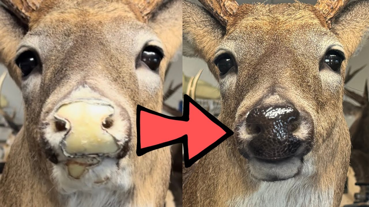 HOW TO Repair a DAMAGED DEER NOSE! ***SUPER EASY*** Whitetail Taxidermy!