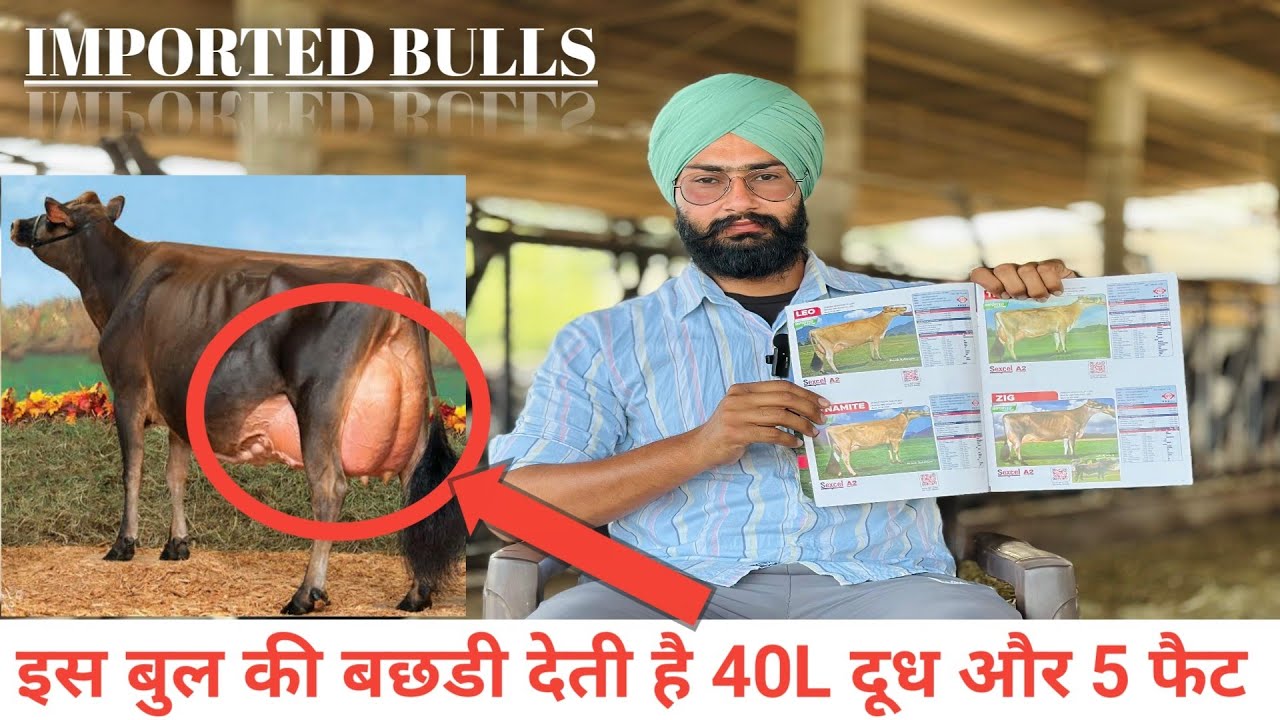 Imported jersey bulls of ABS 2025। Milk and fat increasing bulls । जर्सी नसल के बुल। Semen for breed