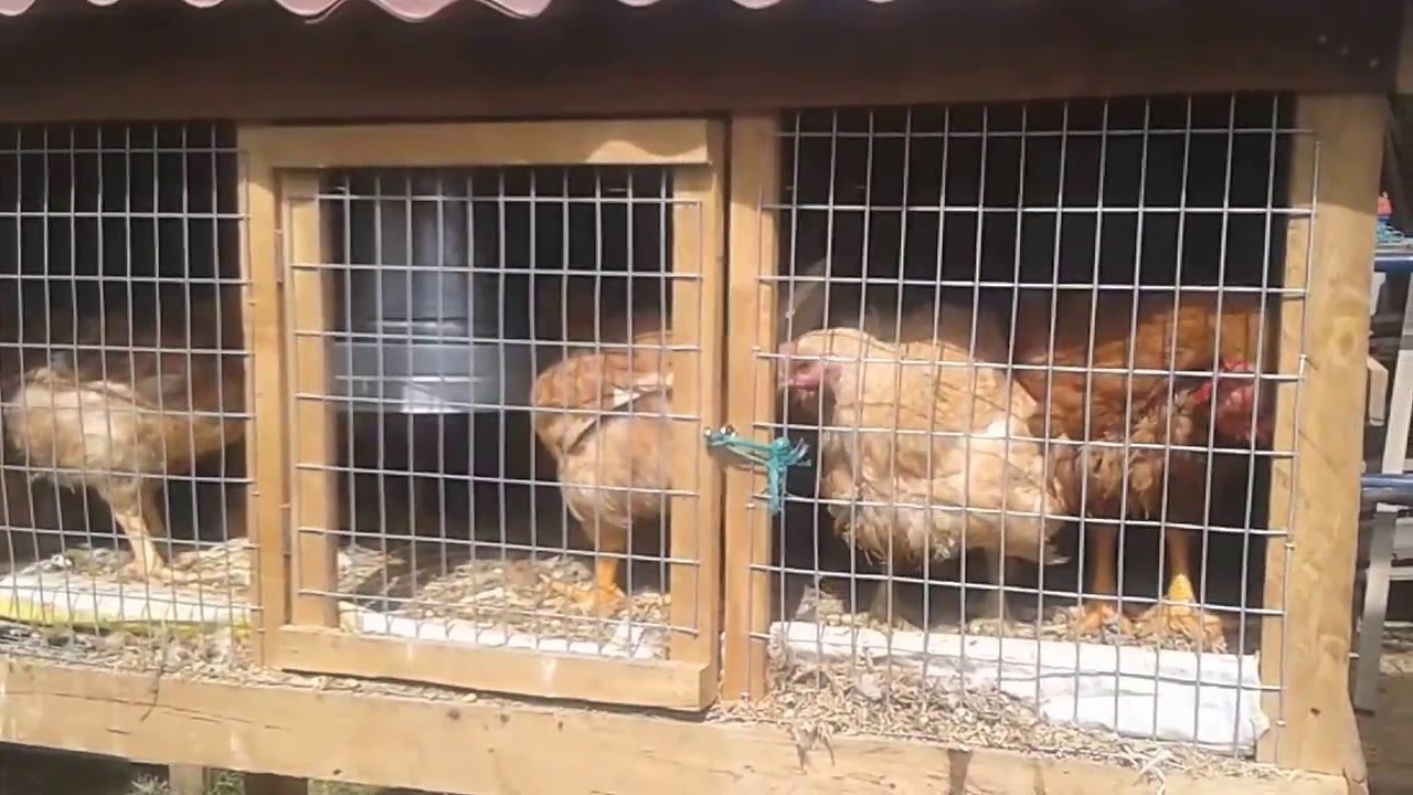Jaula Casera para Pollos