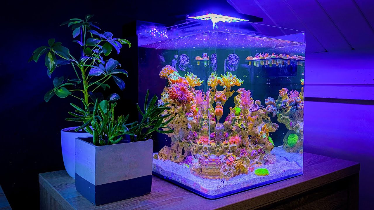 15 Gallon Nano Coral Reef Tank Update Month Seven