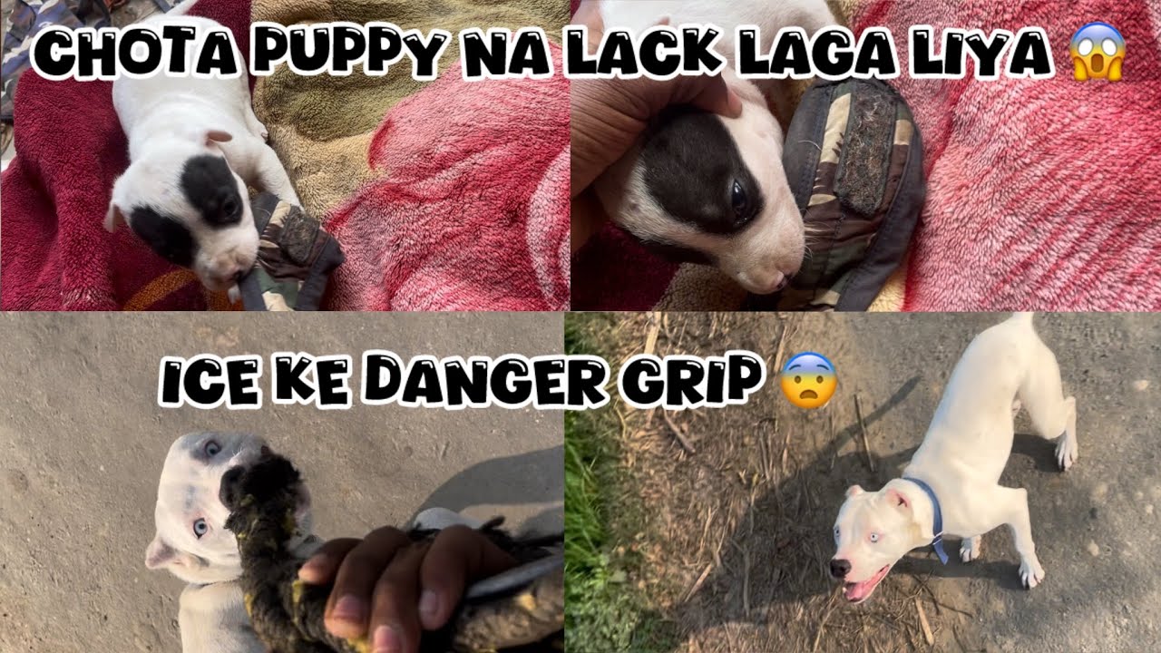 Puppy ka khatrnak grip Lock 🔒😳 lCe na bhar grip lagi 🫣@NikhilPetHouse 