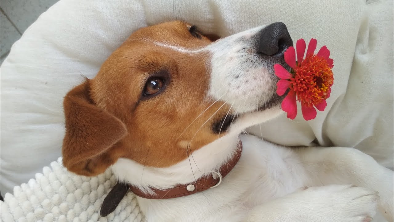 One day in smart Jack Russell Terrier life (Mila and Prezes)