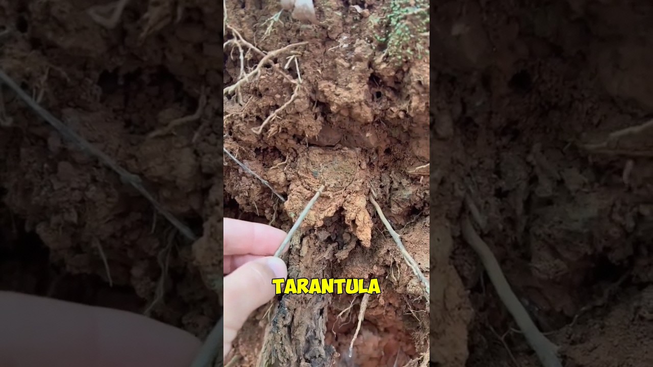 The Invisible Tarantula Nest!
