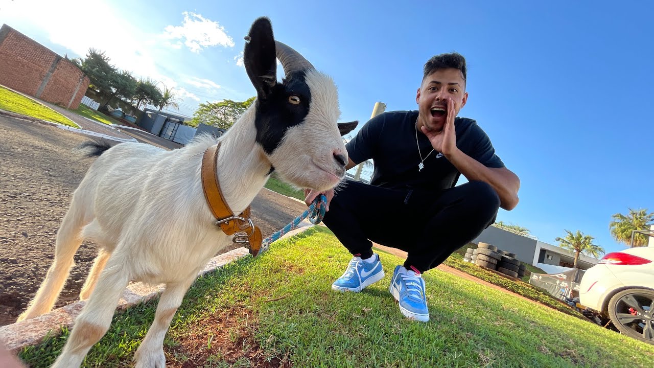 DEI O CABRITO PRO MEU AMIGO E ELE ACEITOU *novo bichinho estimação dele *
