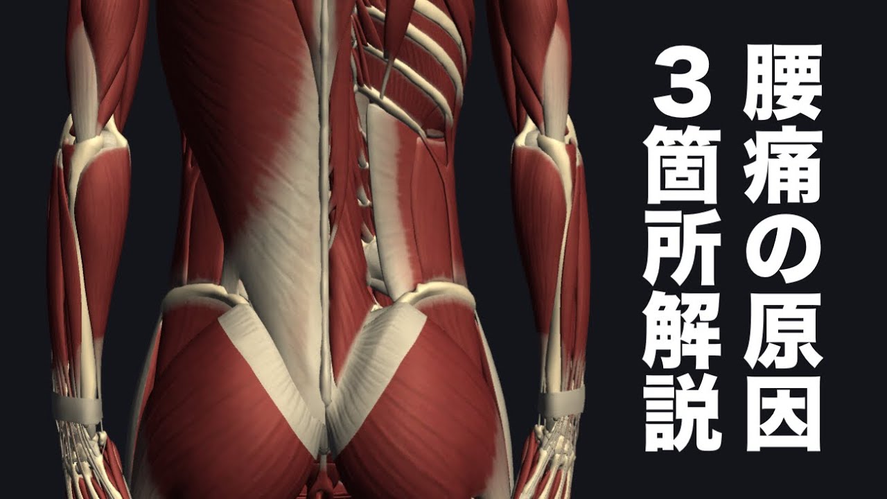 体幹の筋肉で腰痛を引き起こす筋肉を解説してみた
