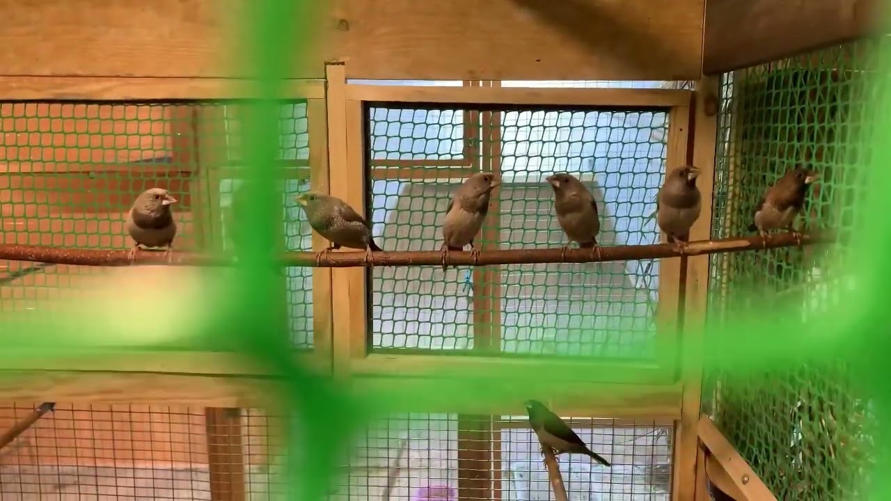 Питомник  Амадины Гульды, Японские, Тростниковые астрильды