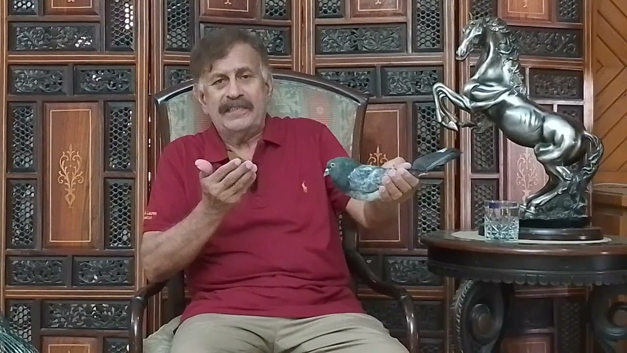 USTAD GOGI KHAN KAY SHAHEEN PIGEONS BREED