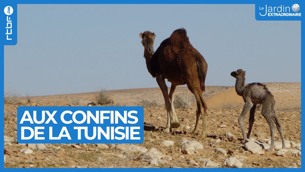 Tunisie : visite des plus beaux endroits - Le Jardin Extraordinaire