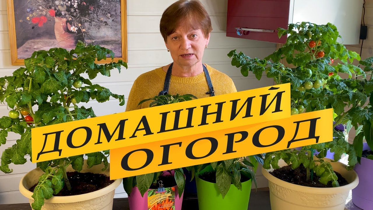 Горшечный красный и Хитрый лис. Что произошло.