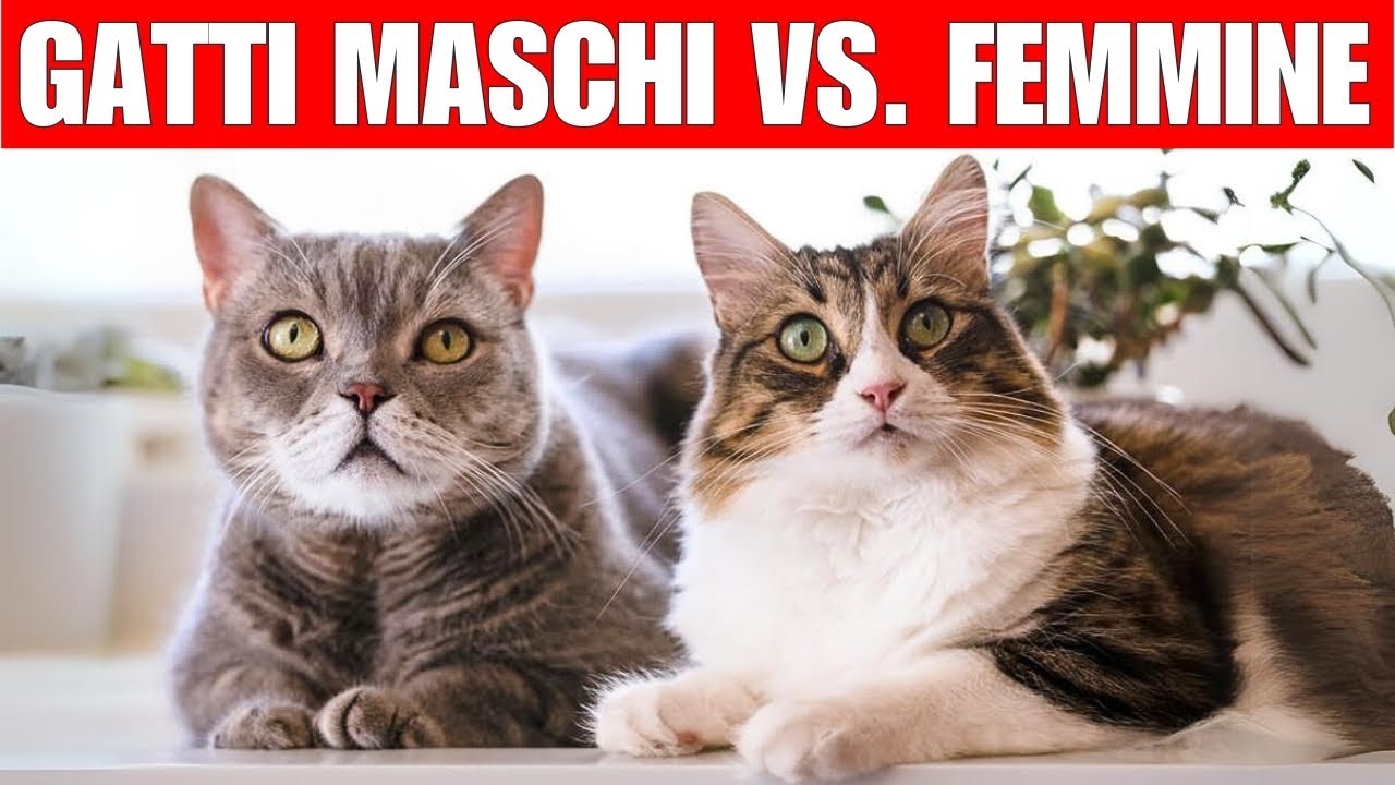 Le sorprendenti differenze tra gatti maschi e gatte femmine | Le sai?