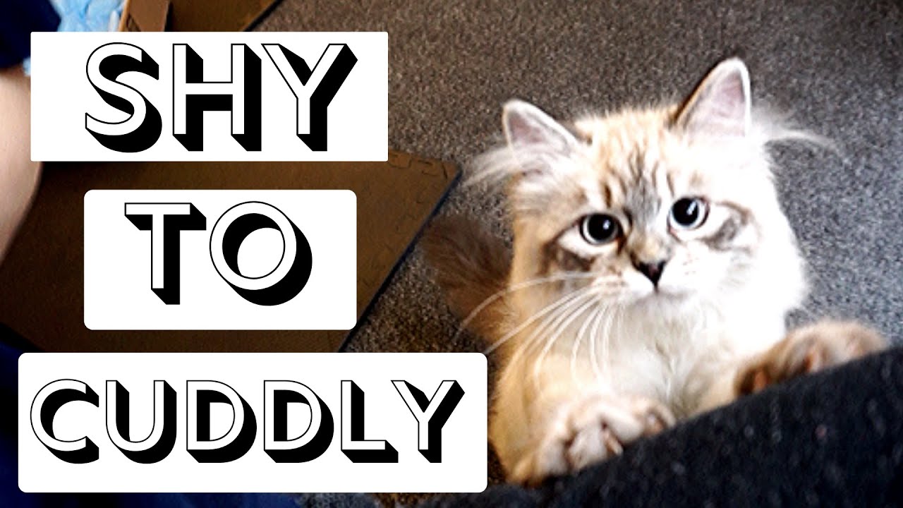 Scared Cat to Clingy Cat | how to train your scared cat to be more affectionate