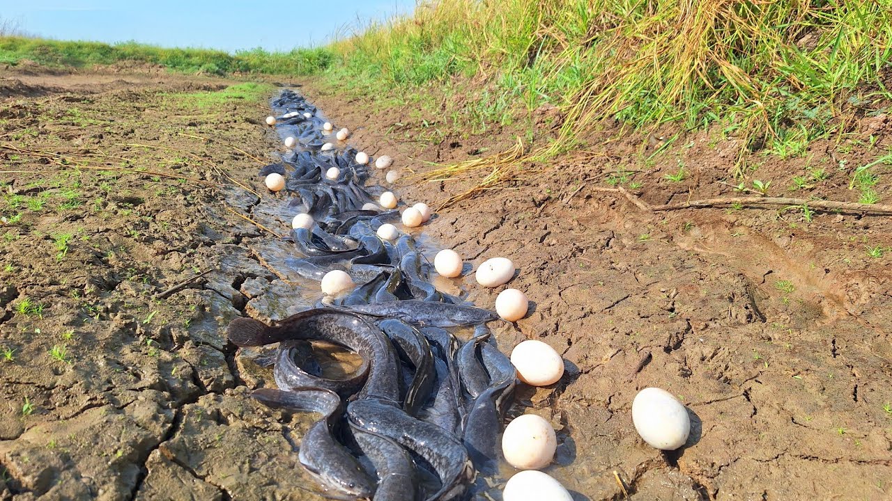 amazing fishing! A fisherman catches fish in a shallow water area and catches a lot of fish.