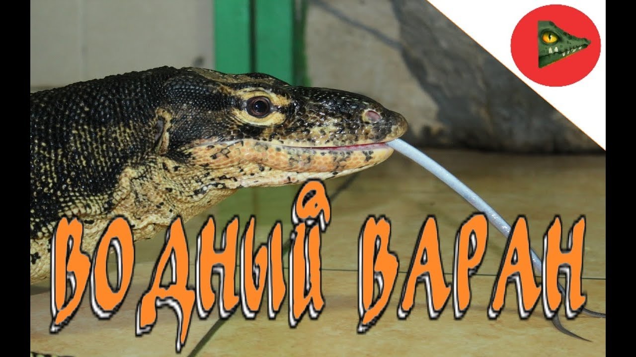 Знакомимся с водным вараном! (Varanus salvator, полосатый варан)