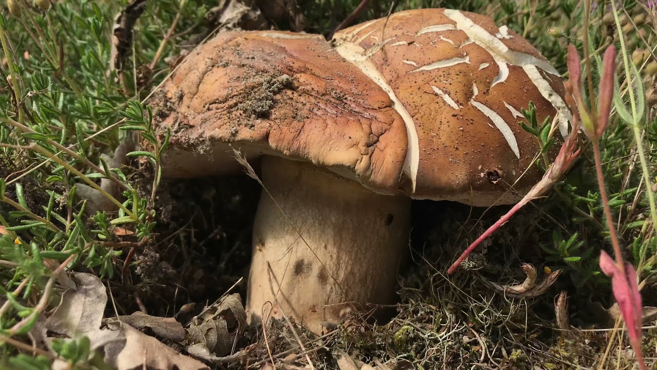 BOLETUS AEREUS EN ROBLE Y BREZO 1 de Julio 2021, En la provincia de Burgos.