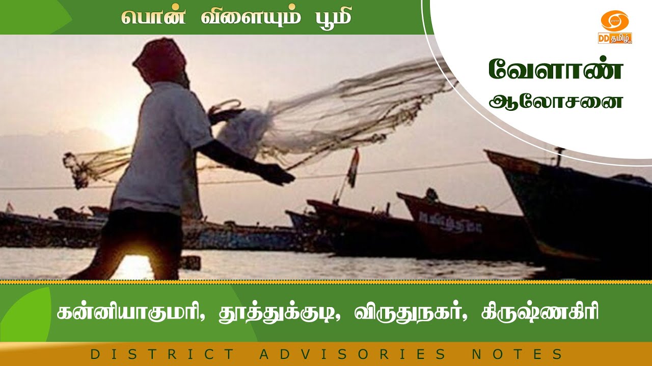 கன்னியாகுமரி, தூத்துக்குடி, விருதுநகர், கிருஷ்ணகிரி | Agri Advisories Notes