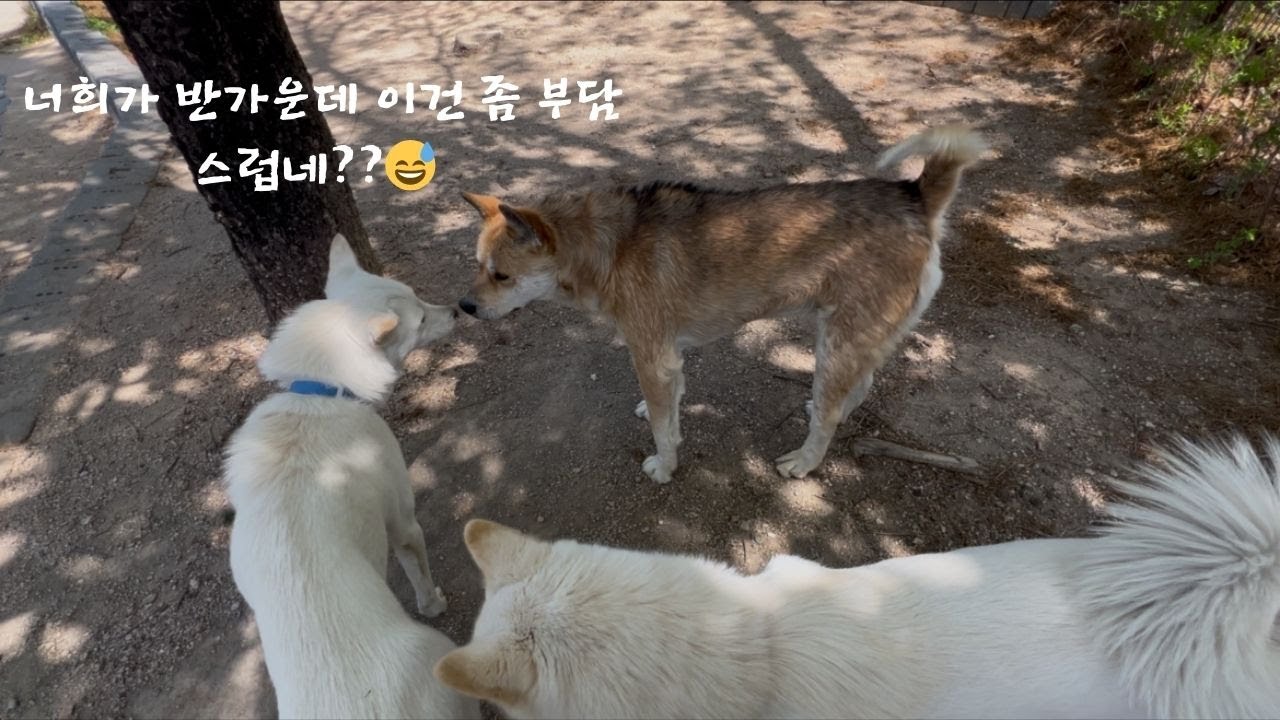 MBTI I가 분명한 진돗개