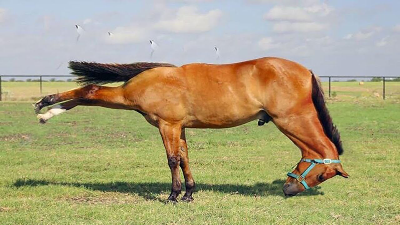 Horse Is a Born Entertainer 😂 Funny Horse Moments 2025