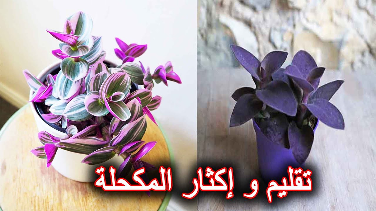 طريقة تقليم و زراعة المكحلة Tradescantia
