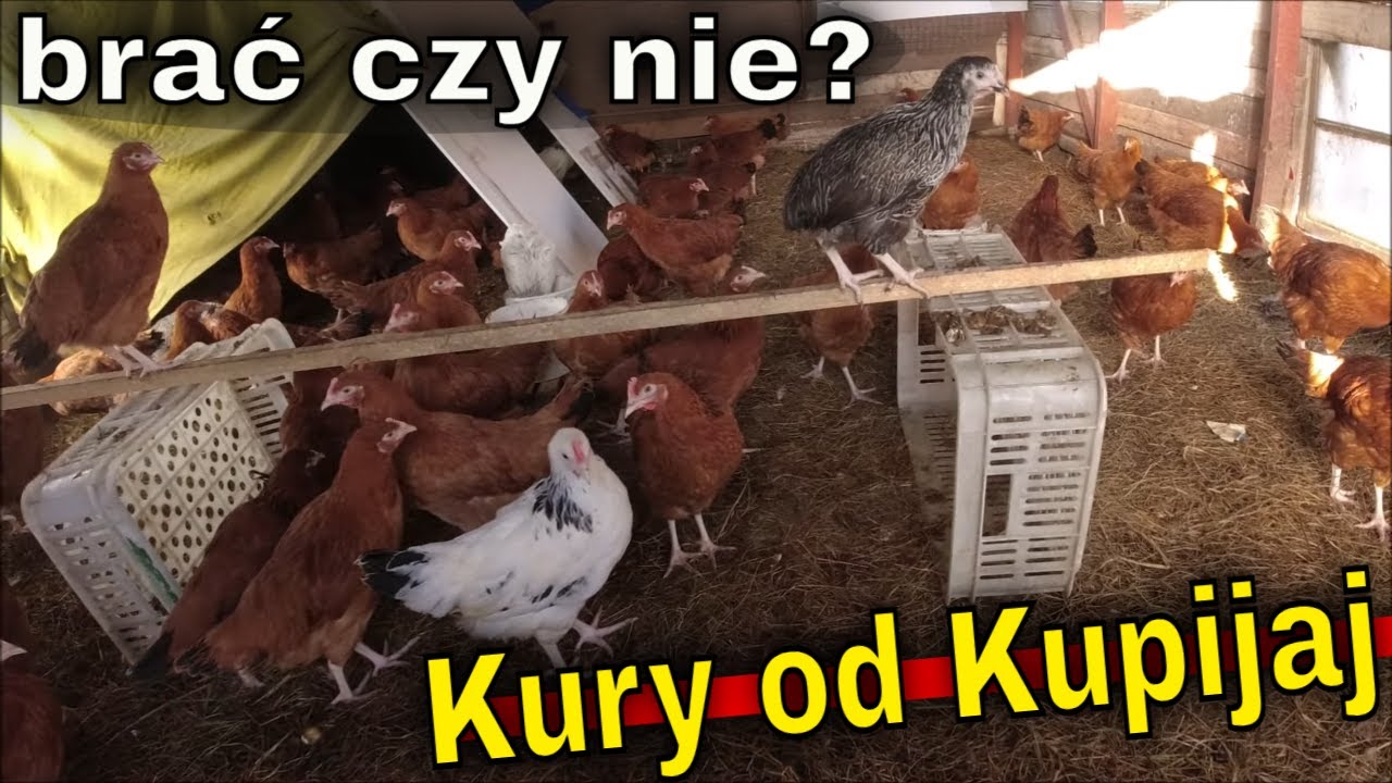 Kury z fermy drobiu Kupijaj po tygodniu u mnie. | Poranne dojenie kóz.