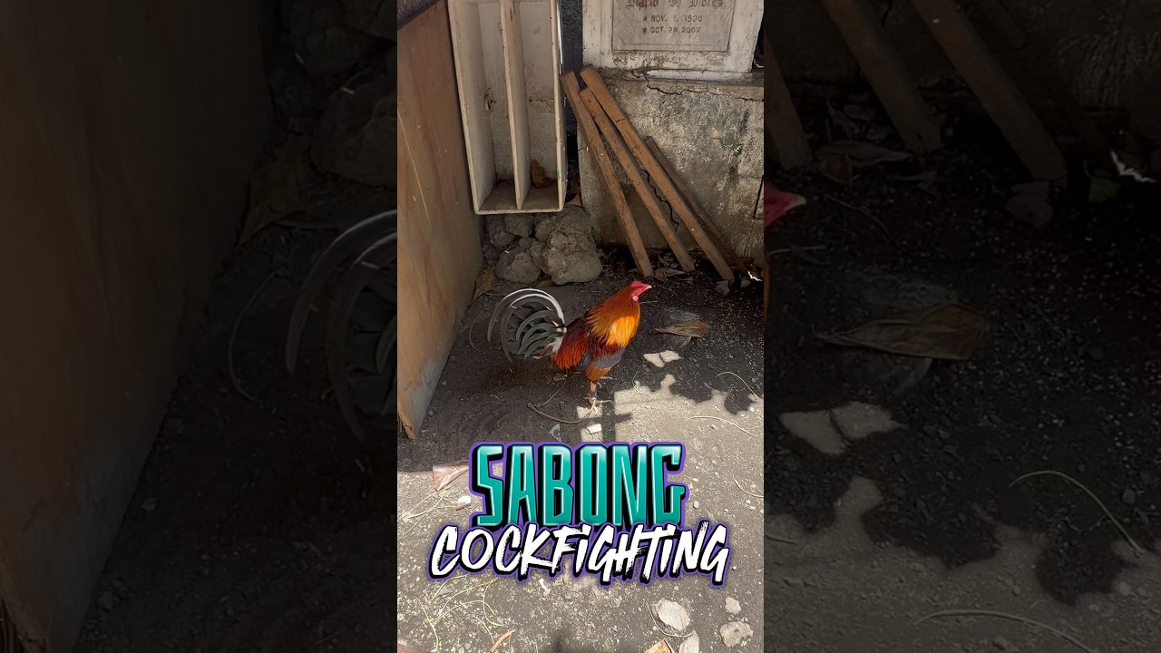 For Sabong , Cockfighting Rooster