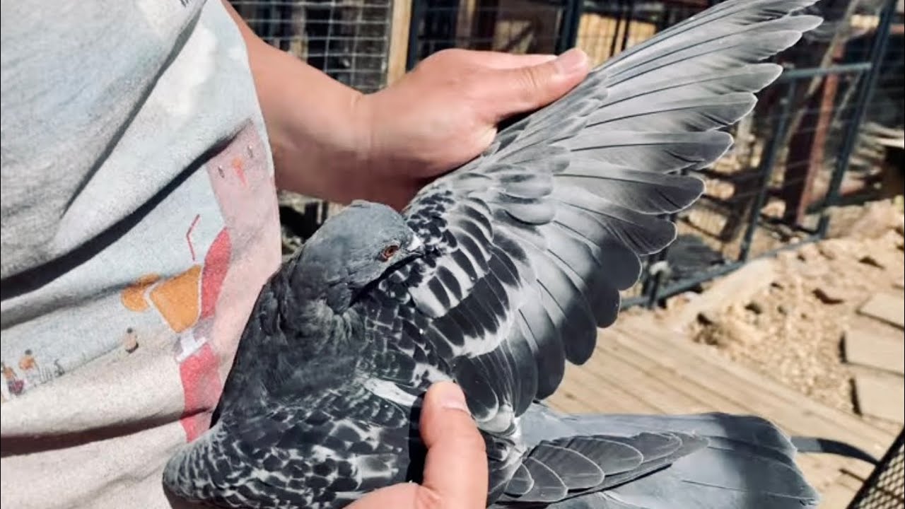 NEW Racing Pigeons Added to the Team + FVC Pigeon Trainer! 🐦🚛💨