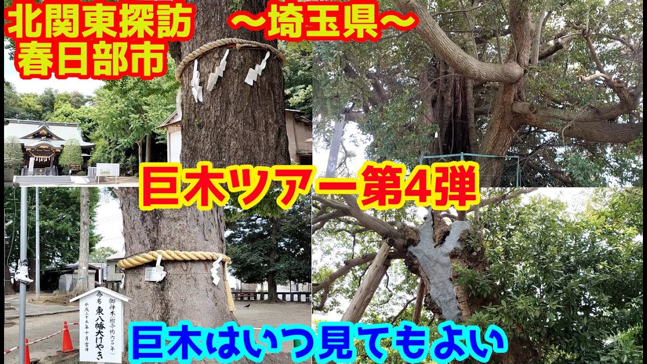 北関東探訪　神木・巨木ツアー４～埼玉県春日部市を行く～