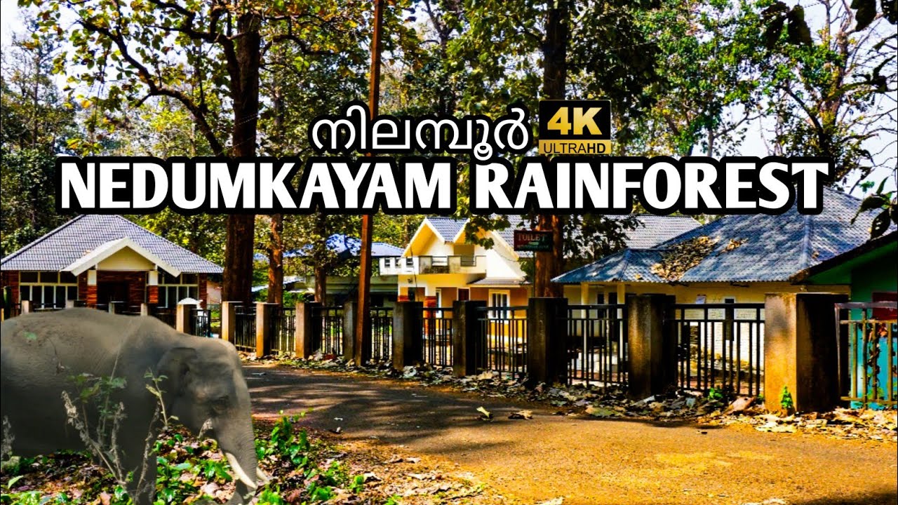 Nedumkayam Rainforest | ആനപ്പന്തിയും ഡോസൻന്റെ പാലവും, ഒരു വനചരിത്ര യാത്ര | V:16 |