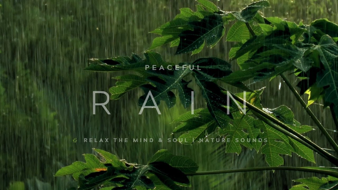 Night Rain & Nature Sounds for Deep Sleep 🌙 | Relax the Soul