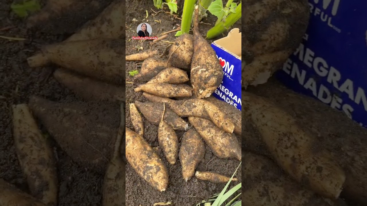 Củ Sâm Đất vườn của Mười 🇨🇦 video 292 thu hoạch 1 cây thôi mà rất nhiều củ (Earth Ginseng Root )